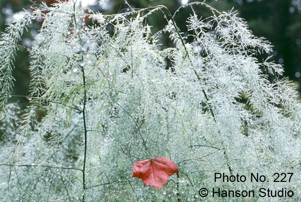 Asparagus Mist